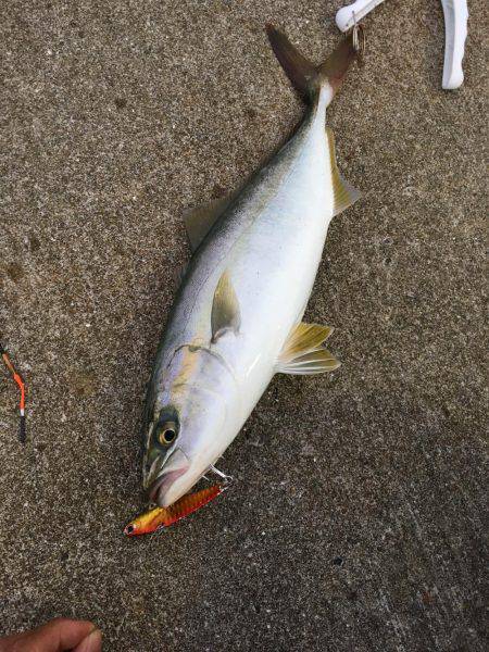 小雨の中 初のツバス×2