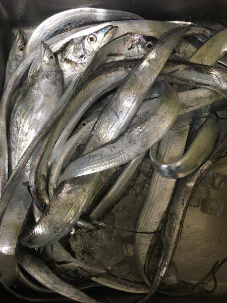 もうちょっと釣りたかったな