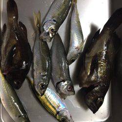 青物はどこだー