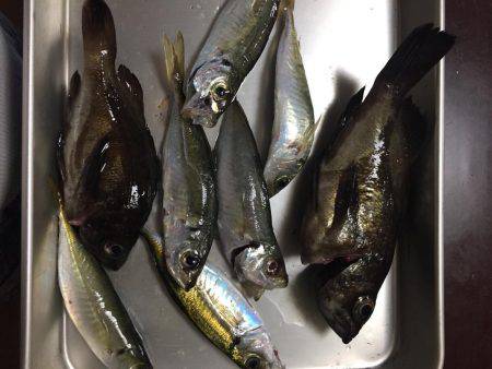 青物はどこだー