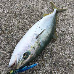 朝まづめショアジギング