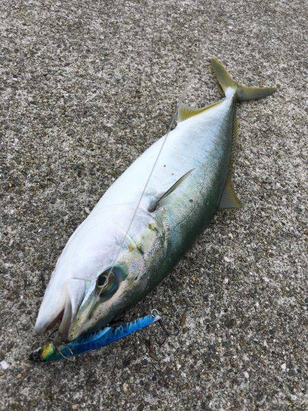 朝まづめショアジギング