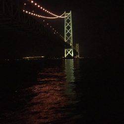 コウイカとタコ