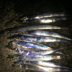 サゴシ&タッチー