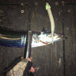 大阪奥湾ワインド ワインドチェイス