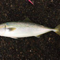 ショアジギング