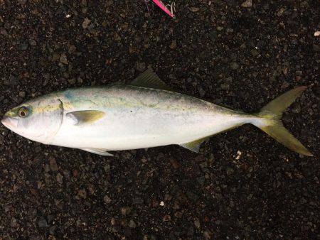 ショアジギング