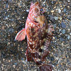 アーミーベイト マメリーチ 漁港ワーム。