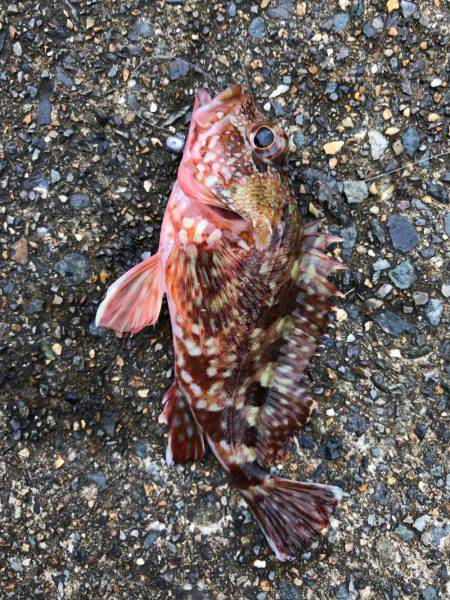 アーミーベイト マメリーチ 漁港ワーム。