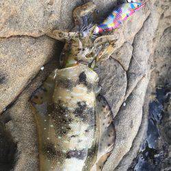 アオリイカ 最大サイズは640g