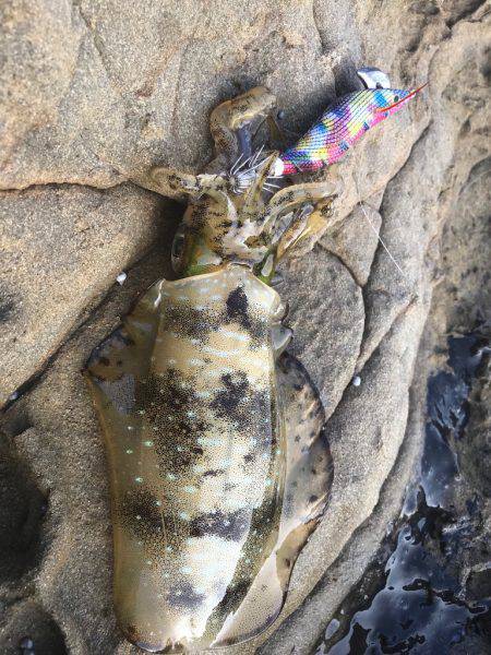 アオリイカ 最大サイズは640g