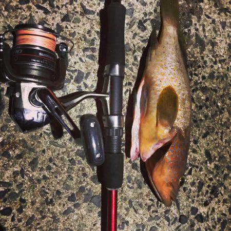 アコウ、キジハタ