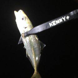 小アジ釣れています。