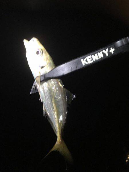 小アジ釣れています。