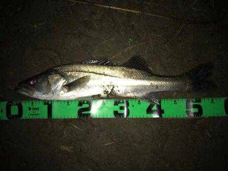 落ち鮎パターン