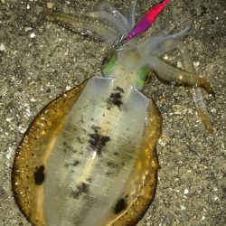 またまたエギング