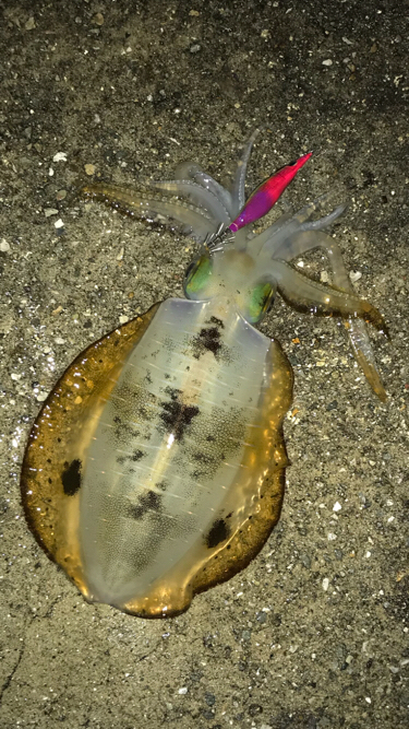 またまたエギング