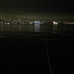 タチウオ今ひとつ