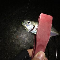 懐かしの場所でアジング