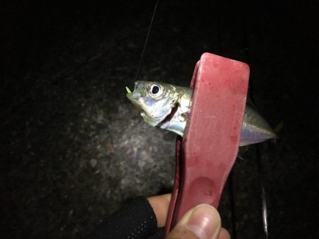 懐かしの場所でアジング