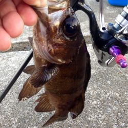 夕まずめアジング、ピンチ！