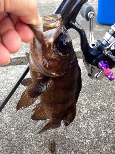 夕まずめアジング、ピンチ！