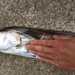 ドラゴン出ました！