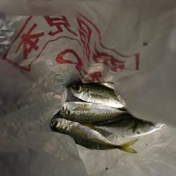 ニューロッド鯵付け！