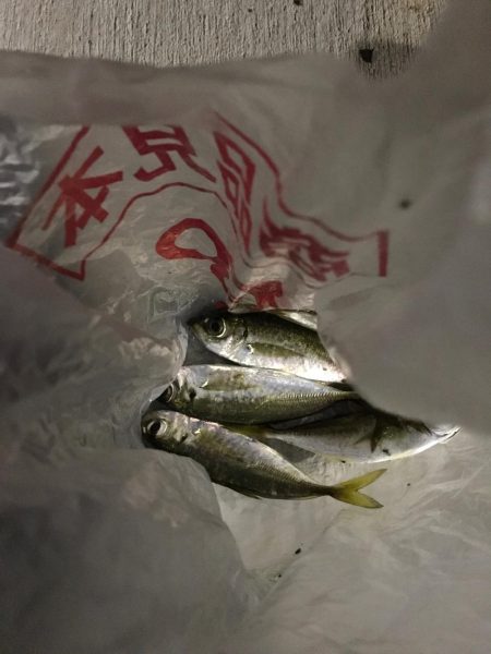 ニューロッド鯵付け！