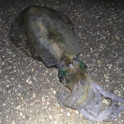 楽しく釣れました