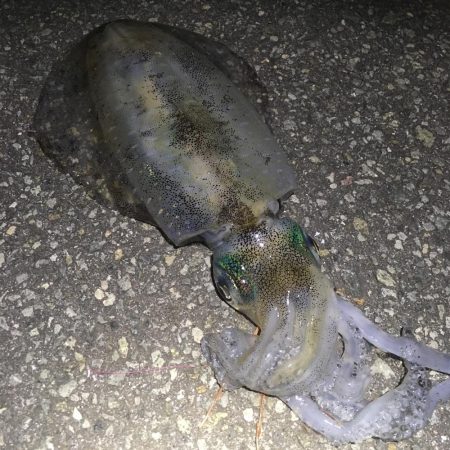 楽しく釣れました