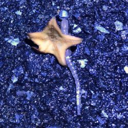 苦手ポイントで納得の釣果