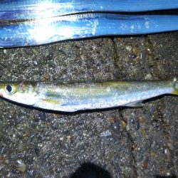 阿南市の椿泊でタチウオ好調