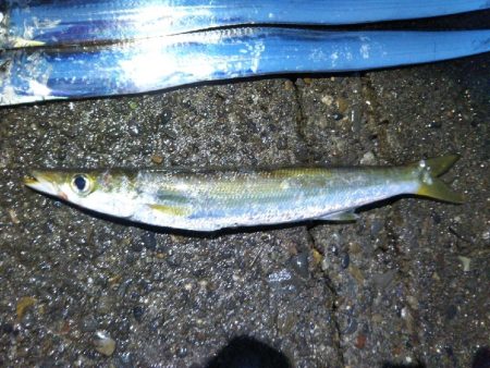 阿南市の椿泊でタチウオ好調