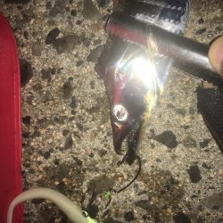 夕まずめワインド