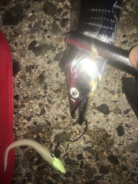 夕まずめワインド