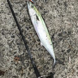 サゴシに太刀魚！