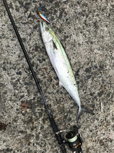 サゴシに太刀魚！