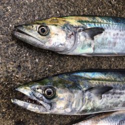 青色 銀色 茶色のん