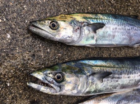 青色 銀色 茶色のん