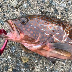 シーバス不発(T . T)