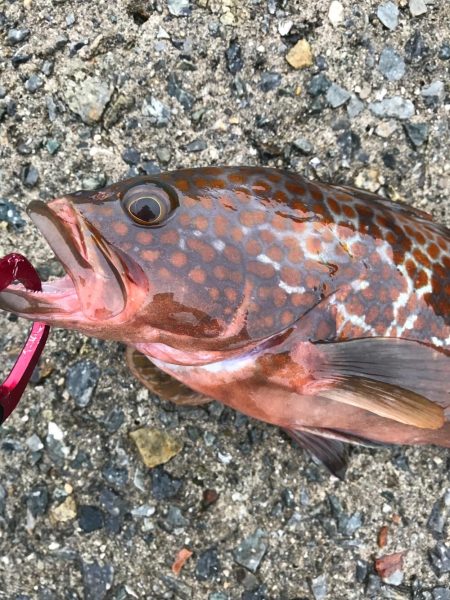 シーバス不発(T . T)