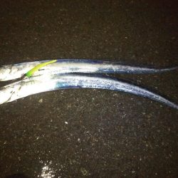 雨の降る中タチウオ狙い。