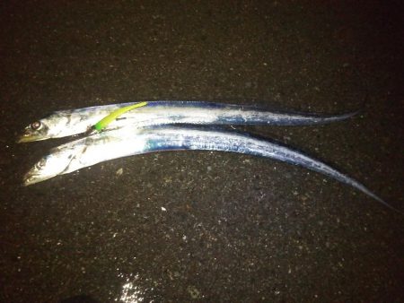 雨の降る中タチウオ狙い。