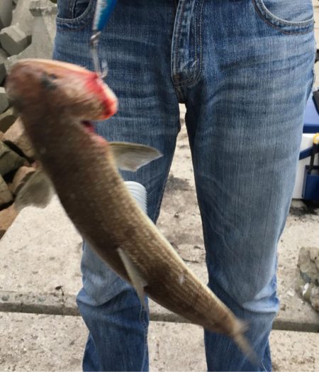 久しぶりのアジング