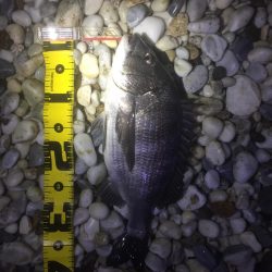 アジング好調！