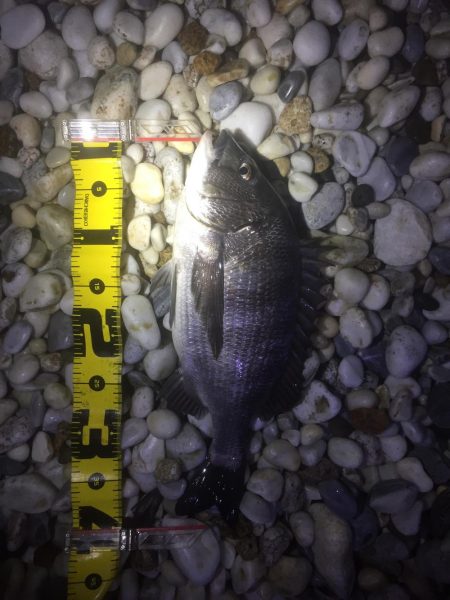 アジング好調！