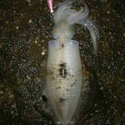 雨予報でも降らないよね