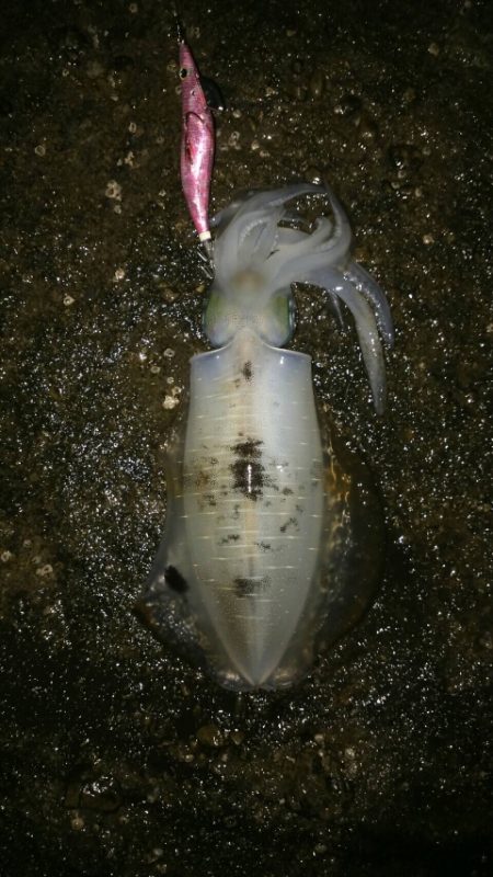 雨予報でも降らないよね