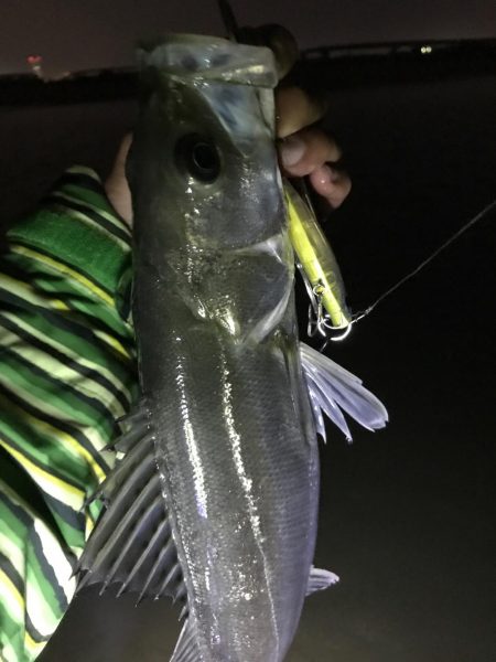 朝明川昼デイゲーム&ナイトゲーム2…